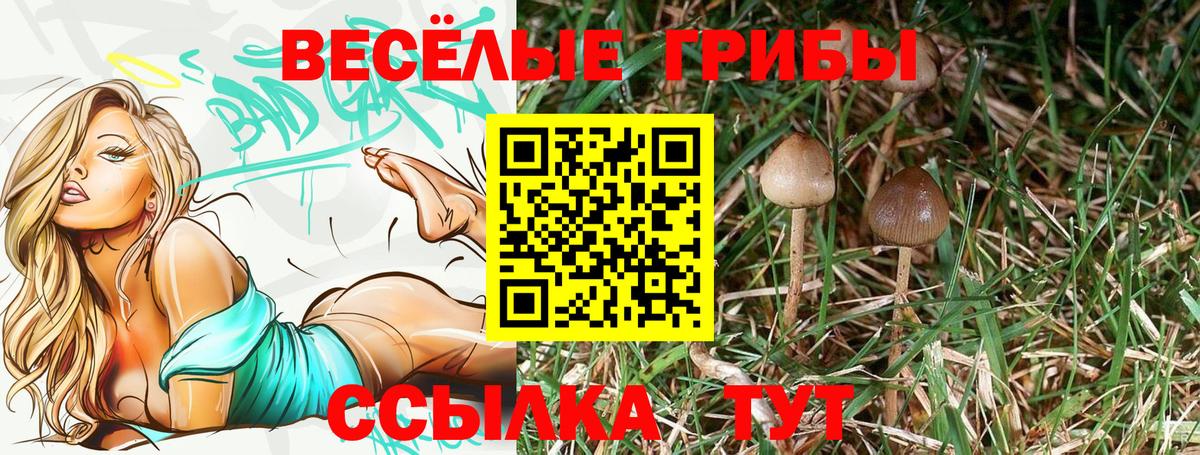 Псилоцибиновые грибы Psilocybine cubensis Великий Устюг